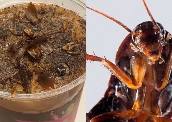 Kopi Serbuk Lipas Curi Perhatian Di China, Rupanya Ada Peminat Tersendiri