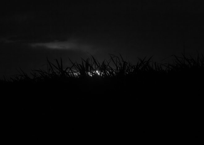 [PUISI] Rumput Malam